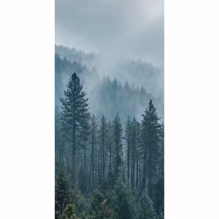 Naaldwoud - Bergen - Nebel Behang Vlies klein -3d_website