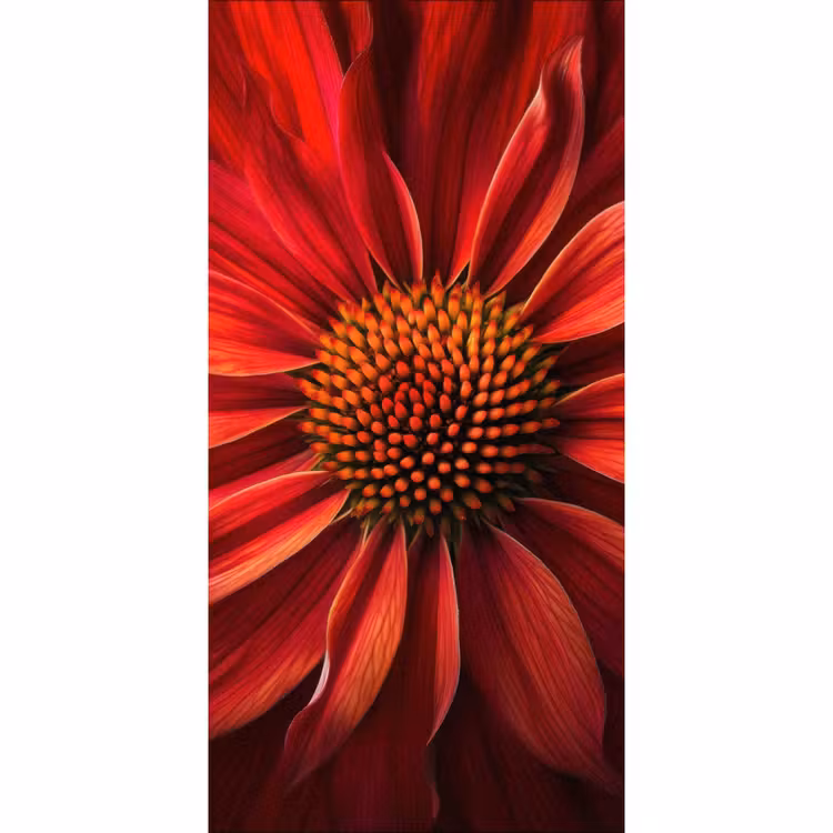 Close up - Bloem- Rood Behang Vlies klein -3d_website