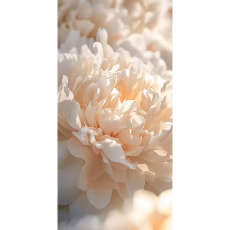 Close up - Pioenroos - Lichtroze Behang Vlies klein -3d_website