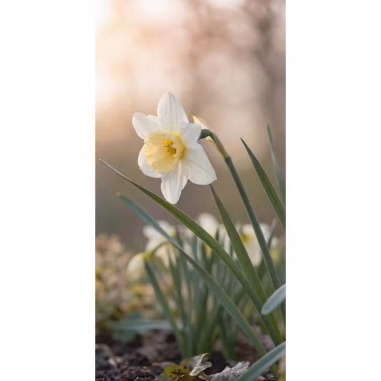 Narcis - Bloem - Minimalistisch Behang Vlies klein -3d_website