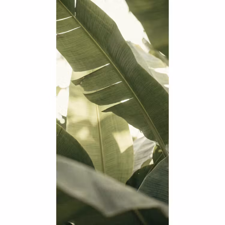 Natuur - Bladeren - Groen - Tropisch - Detail Behang Vlies klein -3d_website