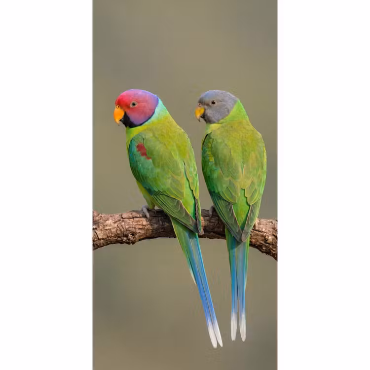 Papagaai - Tak - Natuur - Kleurrijk Behang Vlies klein -3d_website