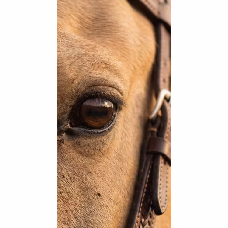Pferd - Auge - Braun Behang Vlies klein -3d_website