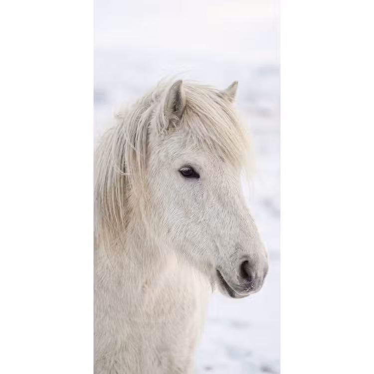Paard - Kop - Winter - Dieren - Wit Behang Vlies klein -3d_website