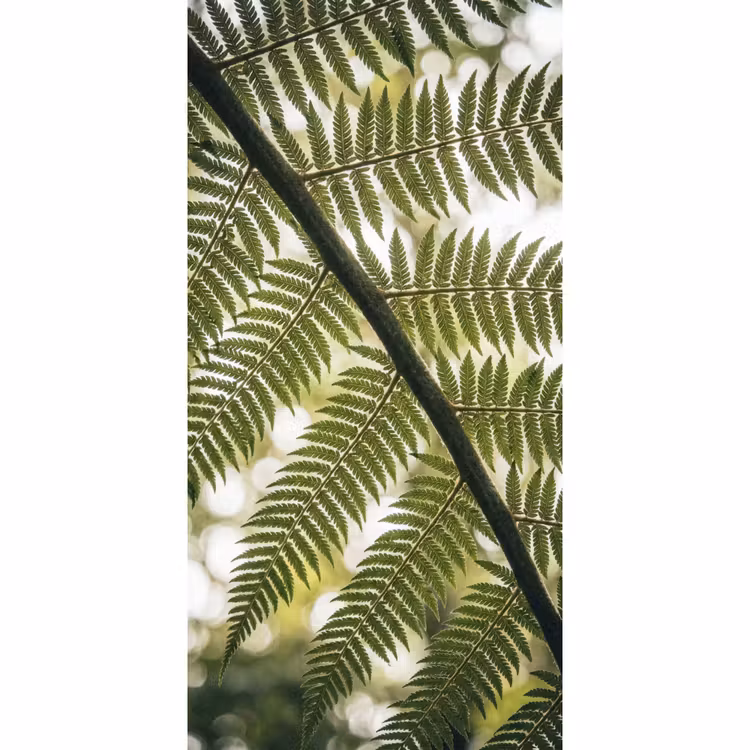 Plant - Blad - Natuur - Groen - Detail Behang Vlies klein -3d_website