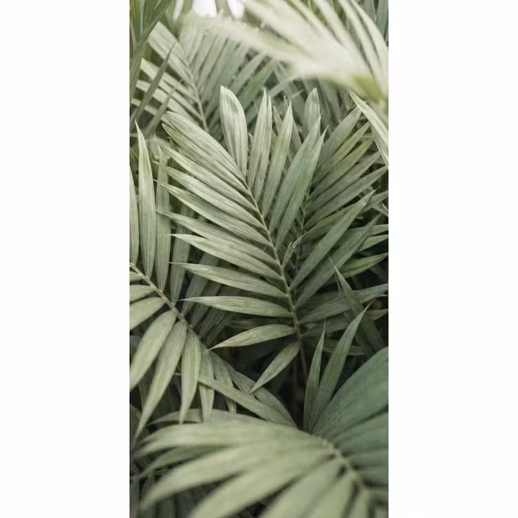 Plant - Palmbladeren - Natuur - Groen Behang Vlies klein -3d_website