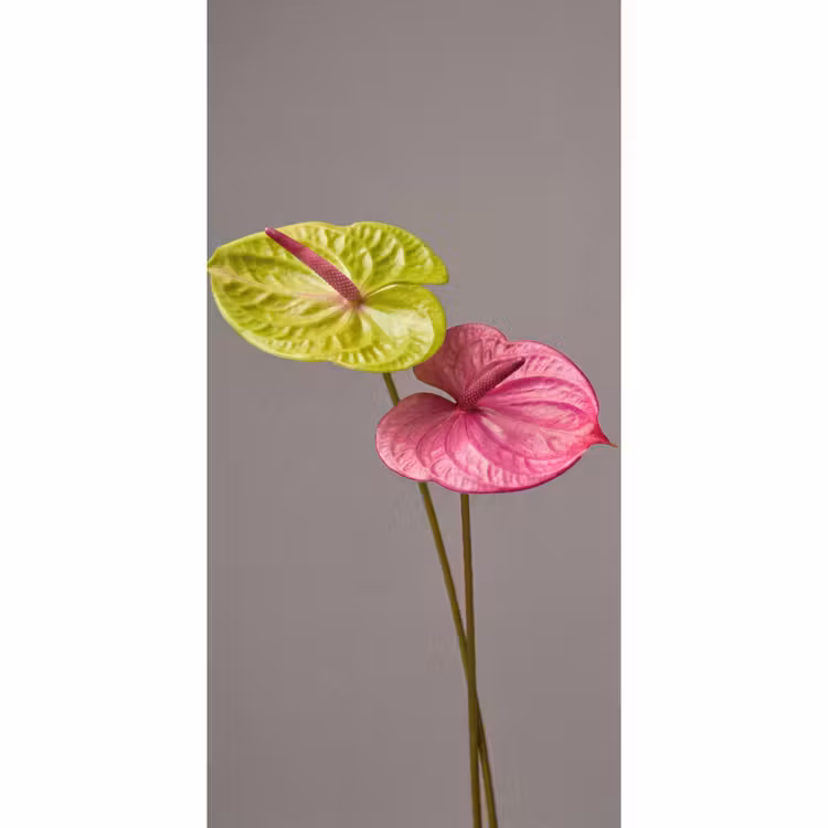 Planten - Anthurium - Groen - Roze Behang Vlies klein -3d_website