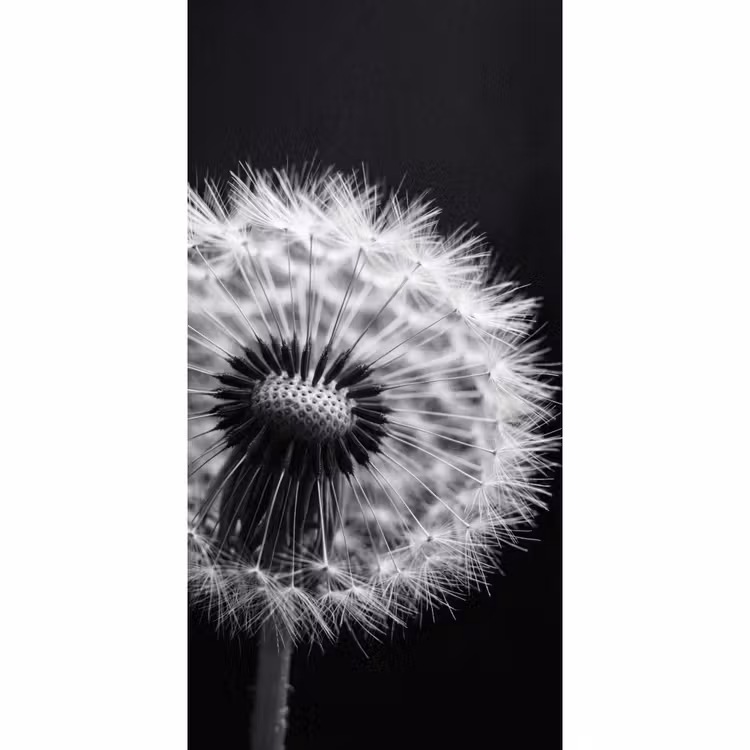 Paardenbloem - Zwart - Wit Behang Vlies klein -3d_website