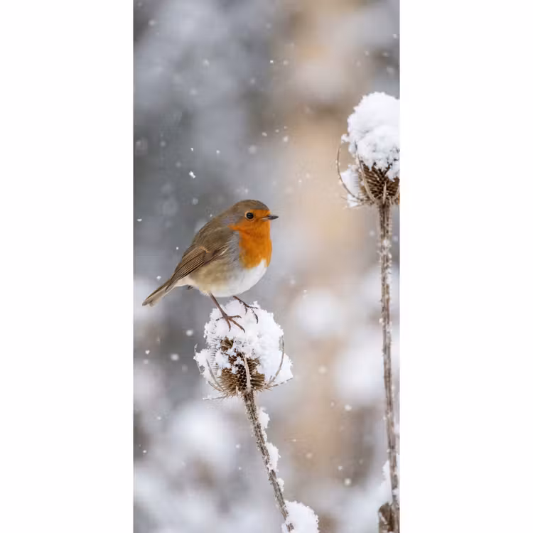 Roodborstje - Gedroogde bloem - Sneeuw - Winter - Vertederend Behang Vlies klein -3d_website