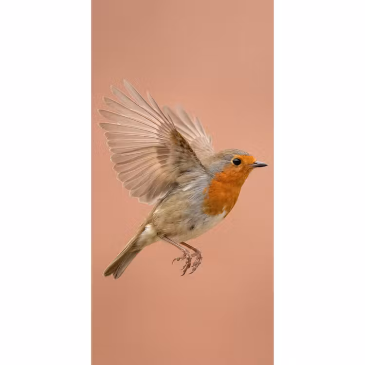 Roodborst - Natuur - Roze Behang Vlies klein -3d_website