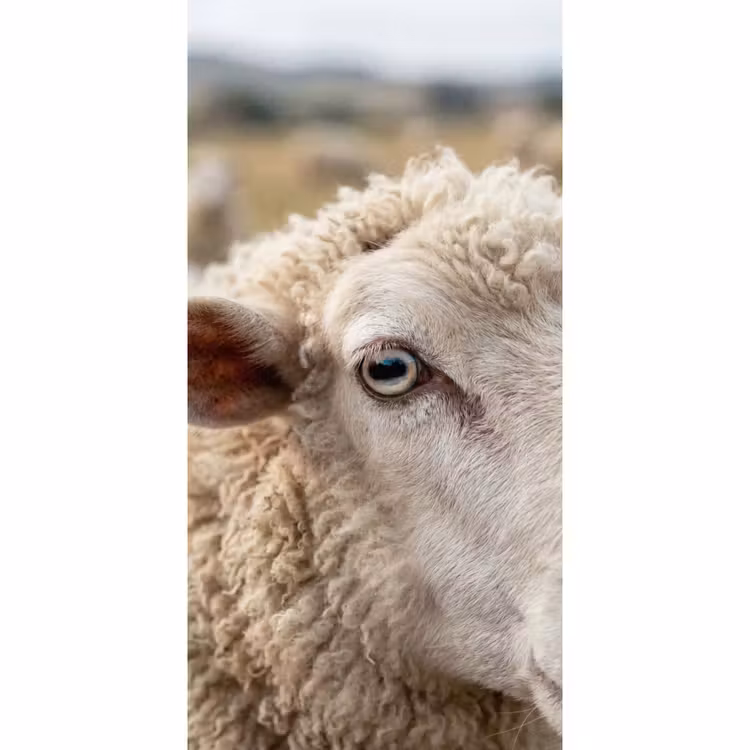 Schaap - Oog - Wit Behang Vlies klein -3d_website