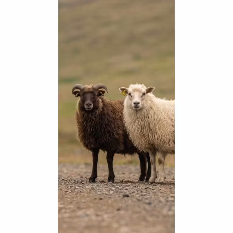 Schapen - Bruin - Wit - Grindpad Behang Vlies klein -3d_website