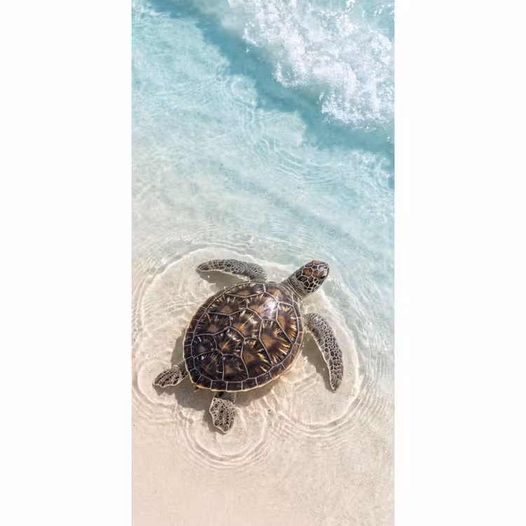 Schildpad - Helder water - Strand - Dieren - Natuur Behang Vlies klein -3d_website
