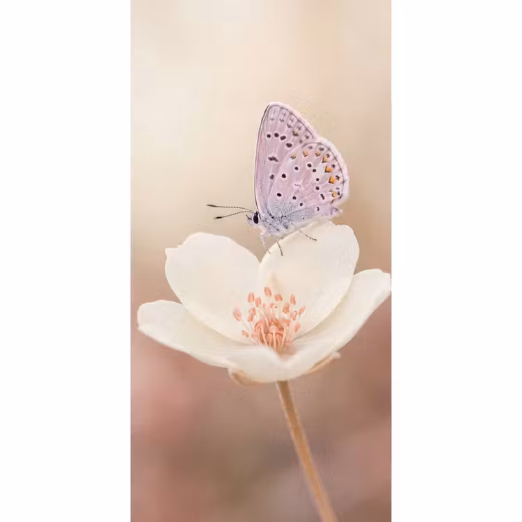 Vlinder - Bloem - Blauw Behang Vlies klein -3d_website