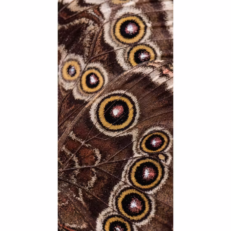 Vlinder - Vleugel - Abstract Behang Vlies klein -3d_website