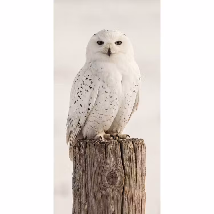 Sneeuwuil - Paal - Winter - Portret - Majestueus Behang Vlies klein -3d_website