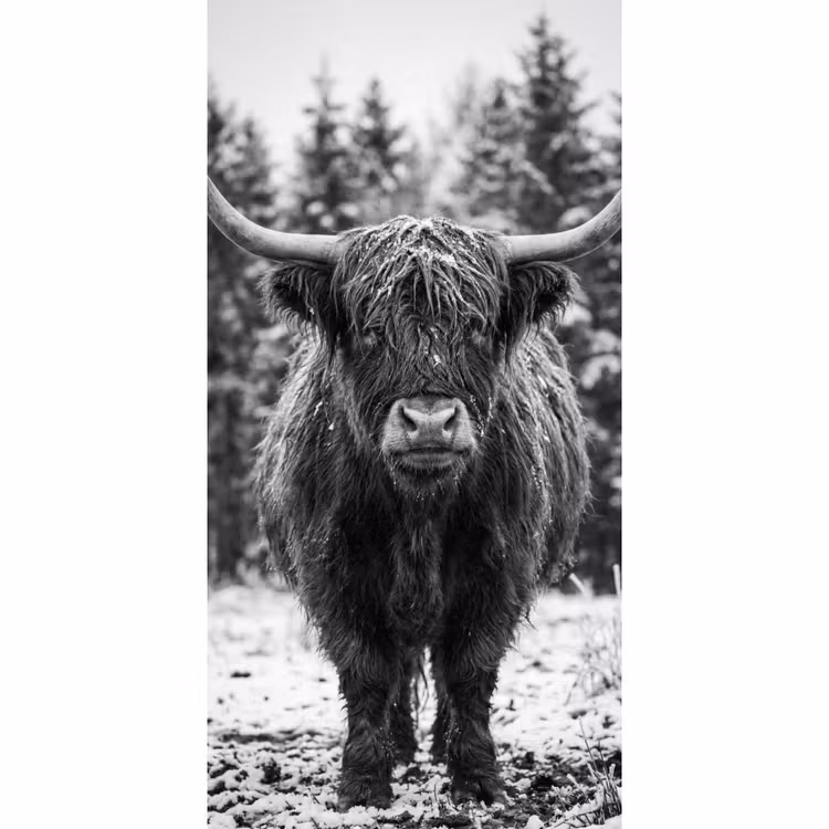 Schotse hooglander - Zwart - Wit - Sneeuwvlokken Behang Vlies klein -3d_website