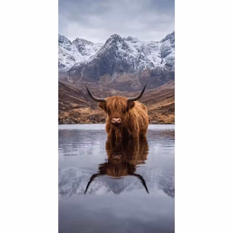 Schotse hooglander - Bruin - Water Behang Vlies klein -3d_website
