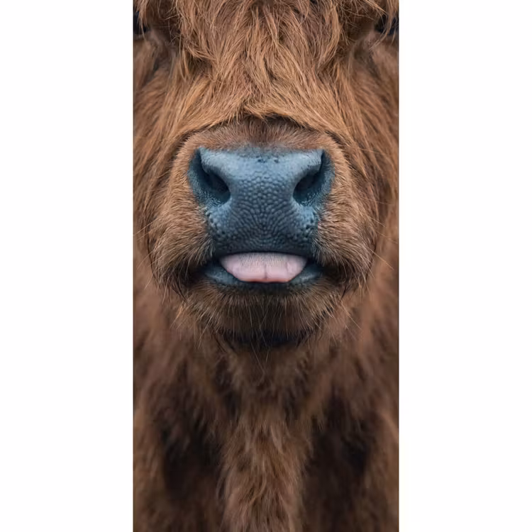 Schotse hooglander - Neus - Bruin Behang Vlies klein -3d_website