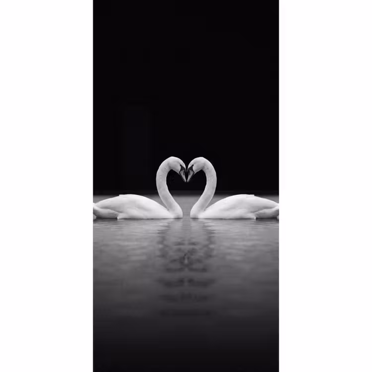 Zwanen - Hart - Zwart - Wit Behang Vlies klein -3d_website