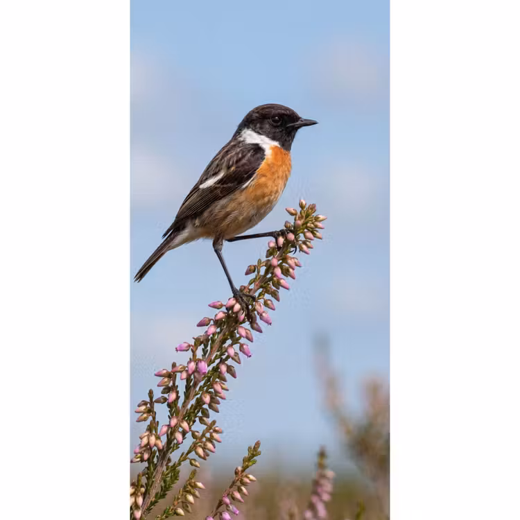 Roodborsttapuit - Heide - Paars - Natuur - Sfeervol Behang Vlies klein -3d_website