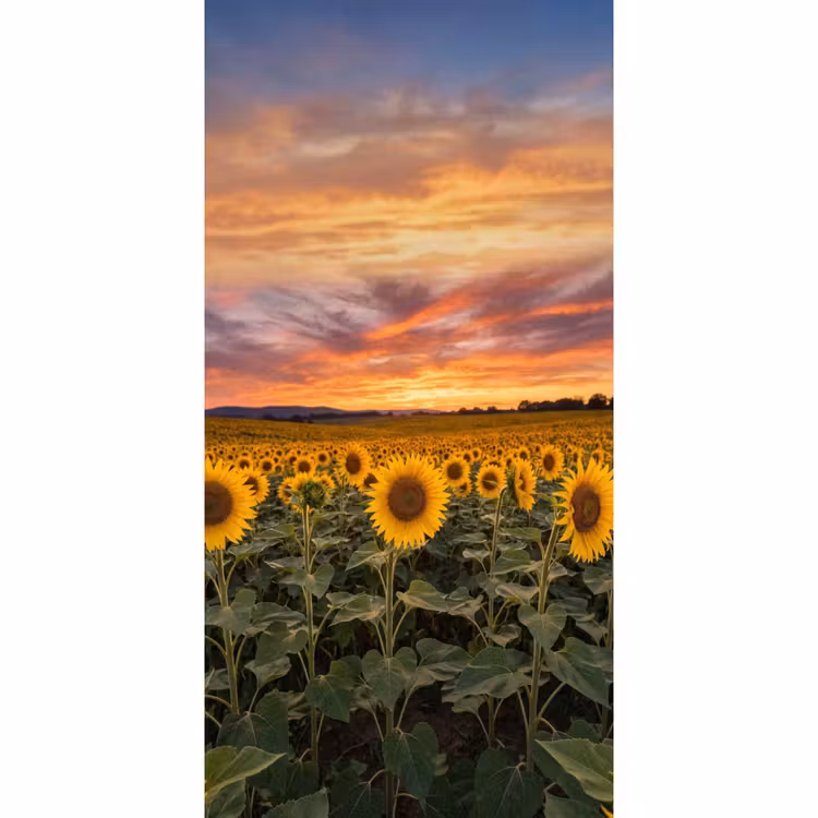 Zonnebloemen - Heuvellandschap - Geel Behang Vlies klein -3d_website