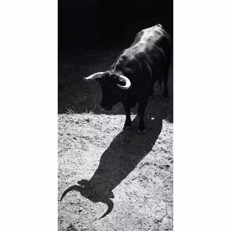 Stier - Schaduw - Dieren - Contrast - Zwart-wit Behang Vlies klein -3d_website