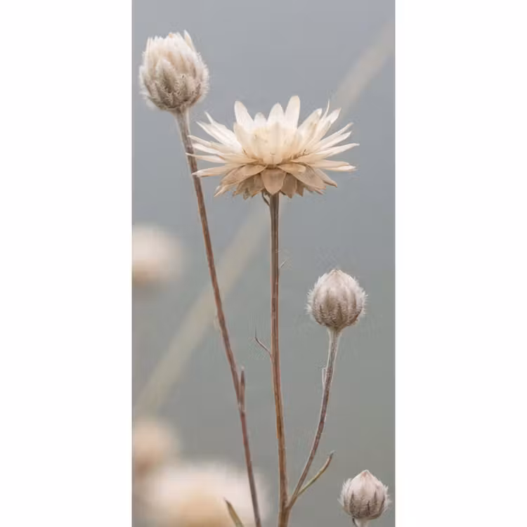 Strobloemen - Wit - Daglicht Behang Vlies klein -3d_website