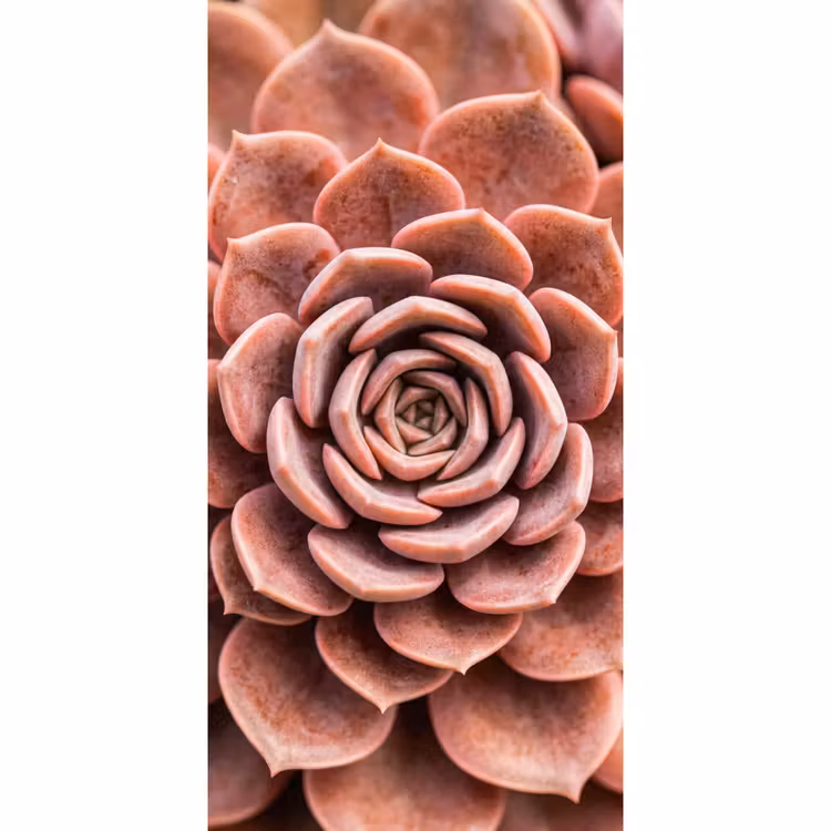 Vetplant - Organisch - Roze Behang Vlies klein -3d_website