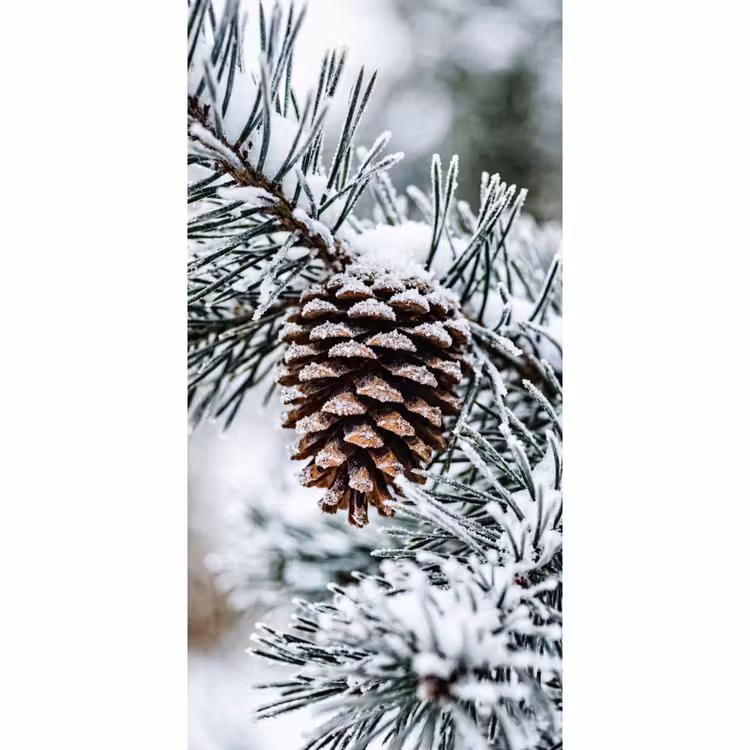 Dennenappel - Tak - Sneeuw - Winter - Sfeervol Behang Vlies klein -3d_website