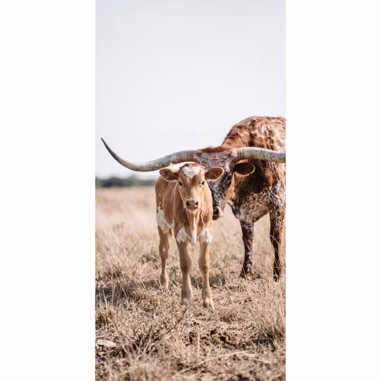 Texas Longhorn - Kalf - Weide - Dieren Behang Vlies klein -3d_website