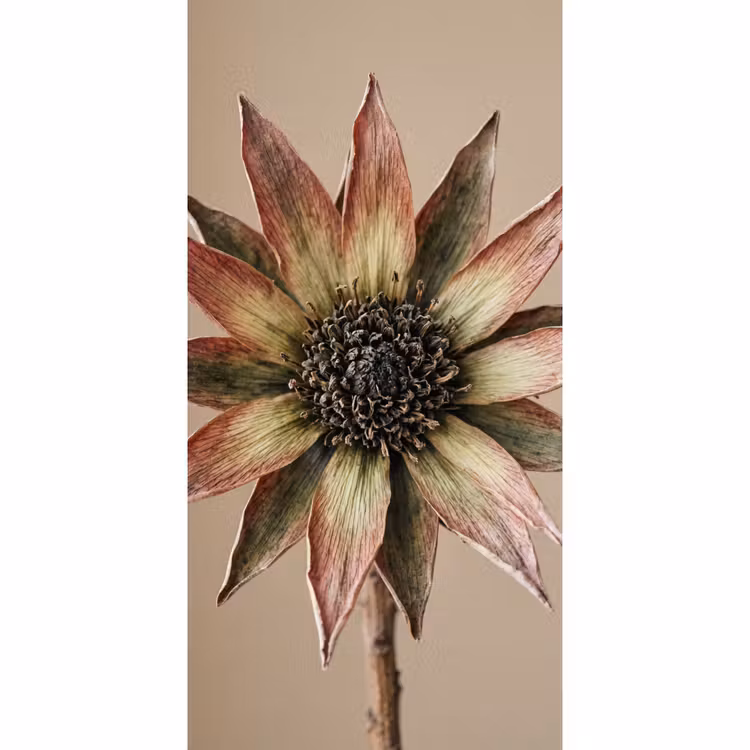 Droogbloem - Protea - Vintage - Beige - Rustiek Behang Vlies klein -3d_website