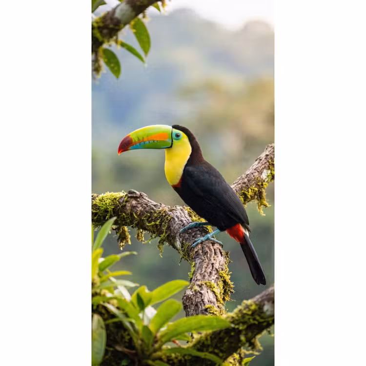 Toekan - Jungle - Natuur - Kleurrijk Behang Vlies klein -3d_website