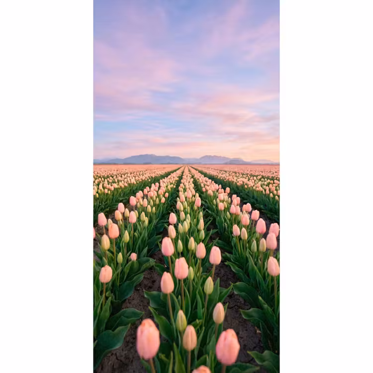 Tulpen - Landschap - Roze Behang Vlies klein -3d_website