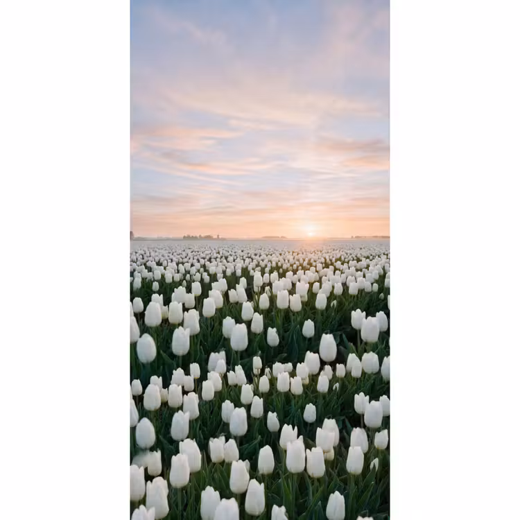 Tulpen - Landschap - Wit Behang Vlies klein -3d_website