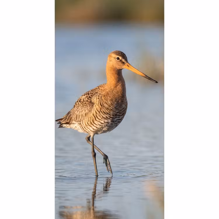 Vogel - Steltloper - Water - Natuur Behang Vlies klein -3d_website