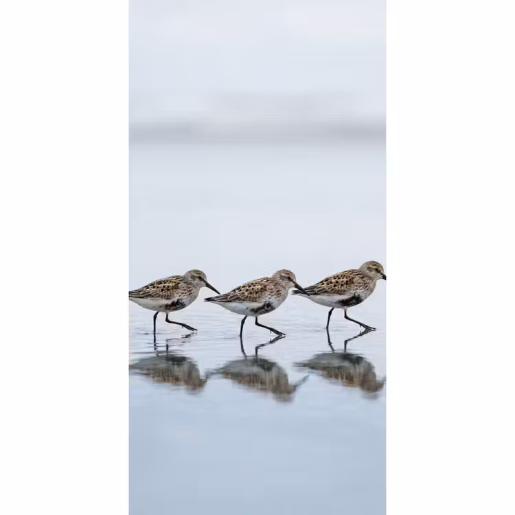 Vogels - Water - Grijs Behang Vlies klein -3d_website