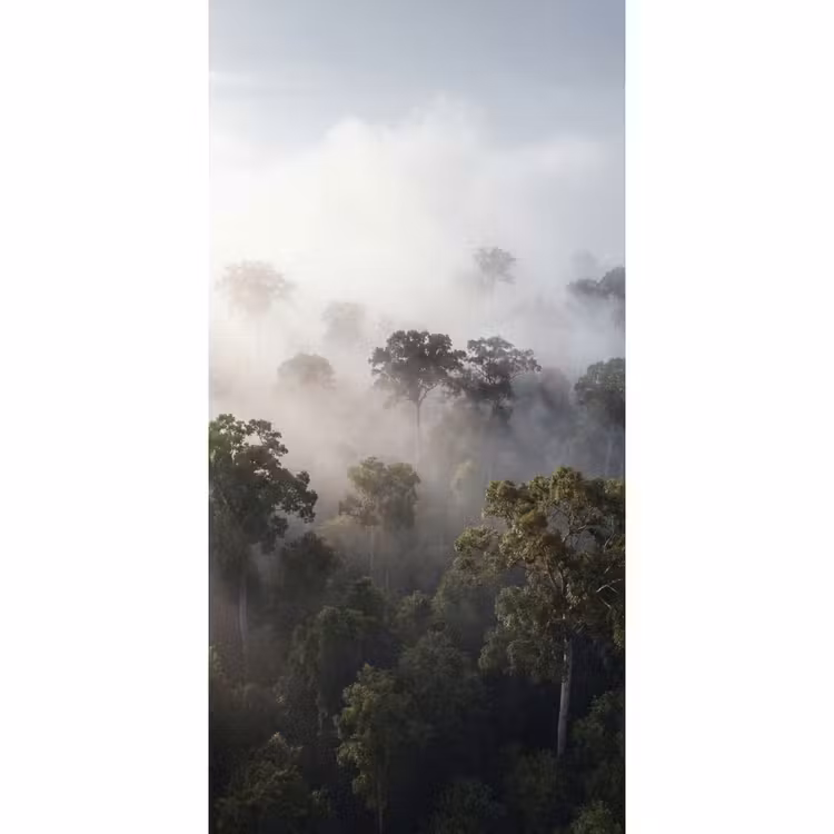 Bos - Mist - Natuur - Groen Behang Vlies klein -3d_website