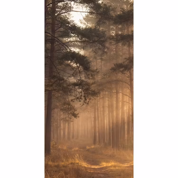 Bos - Mist - Zonlicht Behang Vlies klein -3d_website