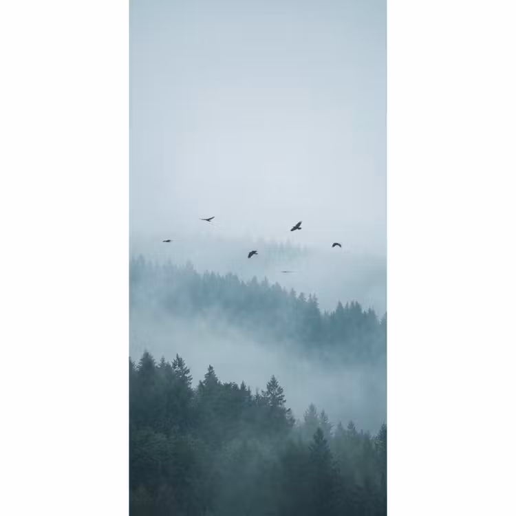 Bos - Mist - Vogels - Natuur - Groen Behang Vlies klein -3d_website