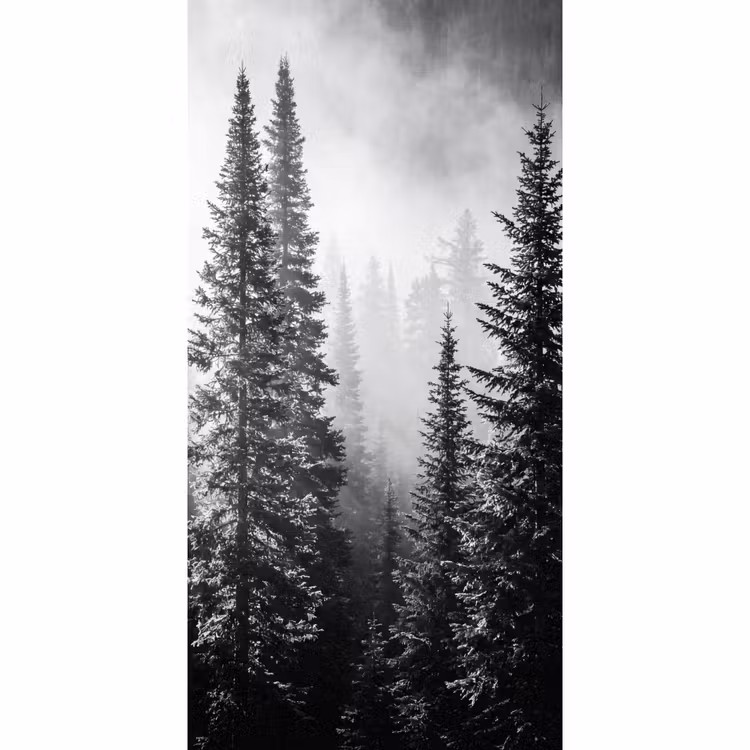 Bos - Mist - Winter - Monochroom - Natuur Behang Vlies klein -3d_website