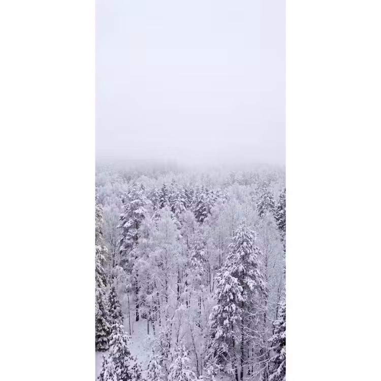 Bos - Sneeuw - Winter - Natuur - Wit Behang Vlies klein -3d_website