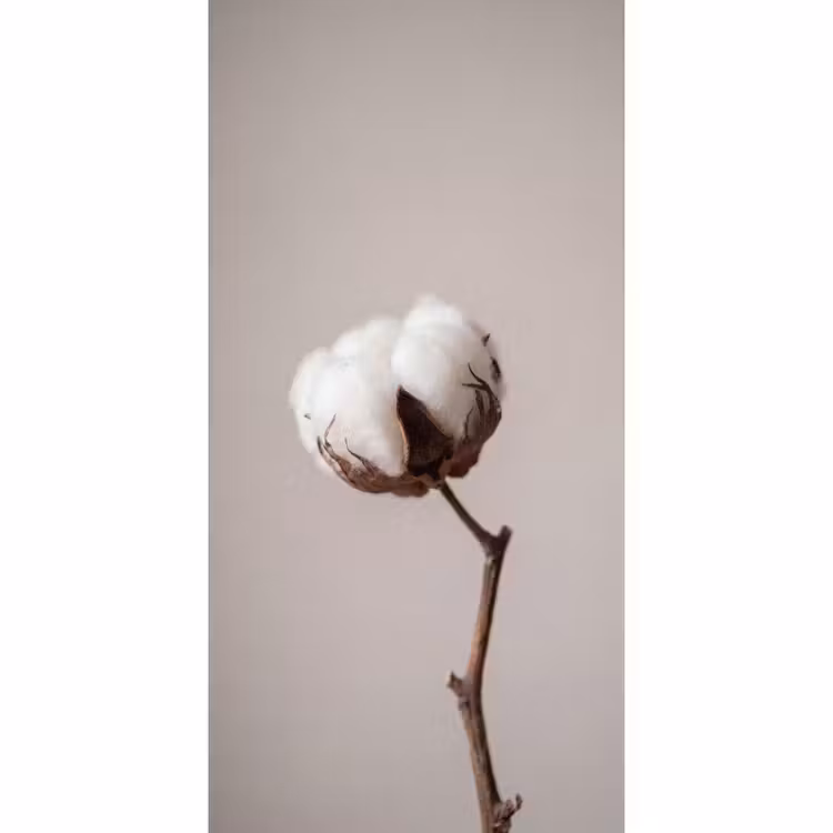 Katoenbol - Minimalistisch - Wit Behang Vlies klein -3d_website