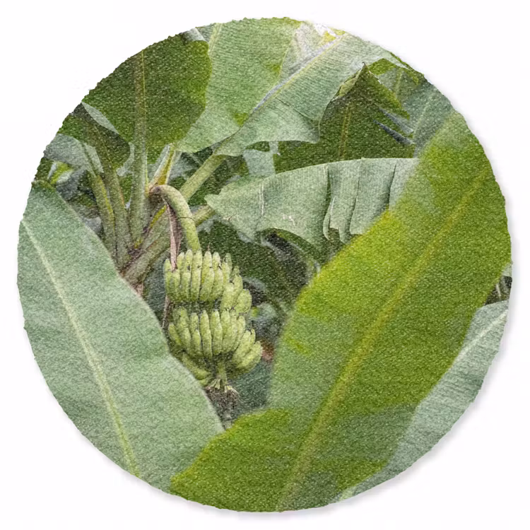 Teppich - Essen – Bananen – Plantage – Grün - Eten - Bananen - Plantage - Groen Vloerkleed Rond klein