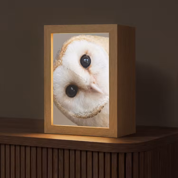 Uil - Bruin - Wit Light Box met kabel (Tafellamp) klein -z3d_website