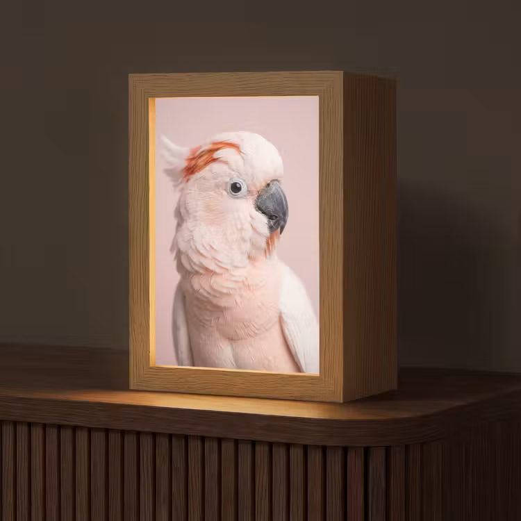 Kaketoe - Portret - Roze Light Box met kabel (Tafellamp) klein -z3d_website