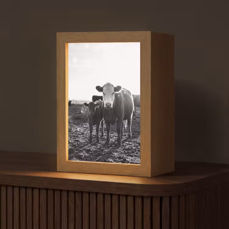 Koeien - Zwart - Wit Light Box met kabel (Tafellamp) klein -z3d_website