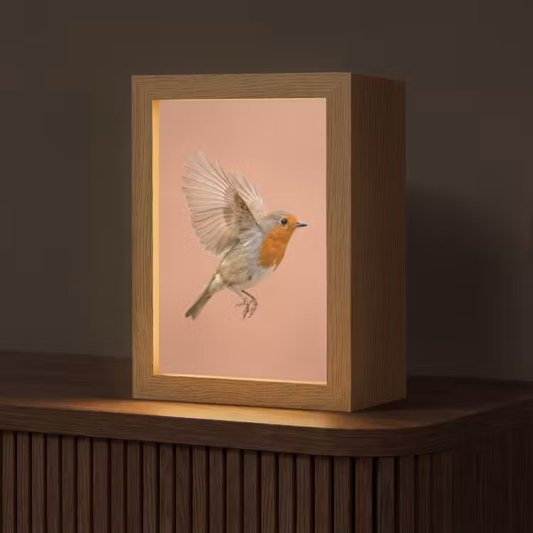 Roodborst - Natuur - Roze Light Box met kabel (Tafellamp) klein -z3d_website