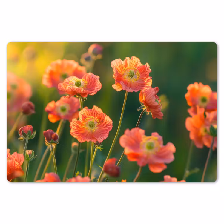 Bloemenveld - Zonnestralen - Oranje Placemat vinyl groot -zzsfeer1_Kitchenyeah-website