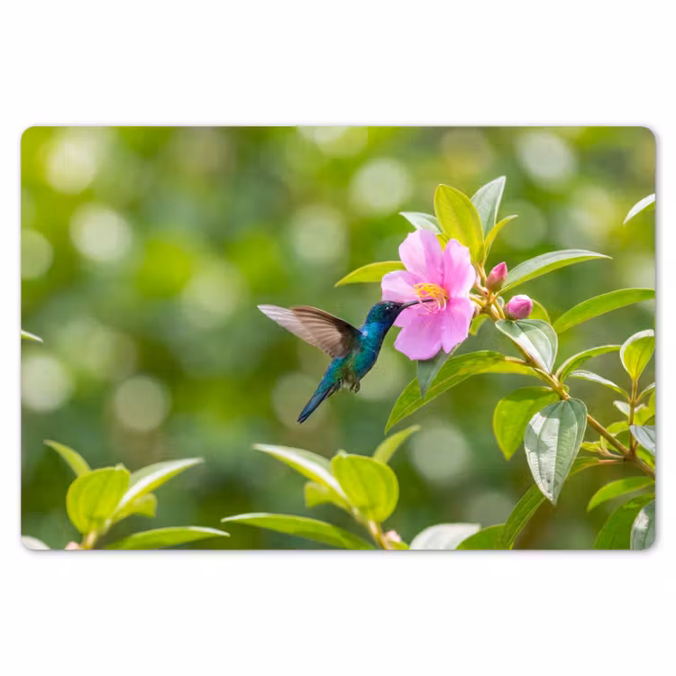 Kolibrie - Bloem - Natuur - Groen Placemat vinyl groot -zzsfeer1_Kitchenyeah-website
